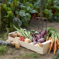 Harvesting and Storing Vegetables: A Guide for Landscaping and Construction Enthusiasts